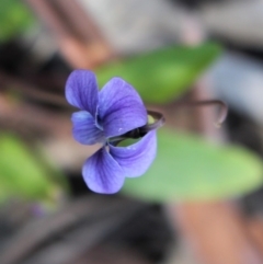 Viola betonicifolia at Uriarra, NSW - 3 Oct 2020