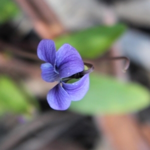 Viola betonicifolia at Uriarra, NSW - 3 Oct 2020