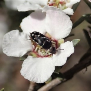 Mordellidae (family) at Holt, ACT - 22 Oct 2020