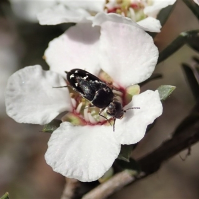 Mordellidae (family) (Unidentified pintail or tumbling flower beetle) at Aranda Bushland - 22 Oct 2020 by CathB