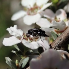 Mordellidae (family) at Holt, ACT - 22 Oct 2020