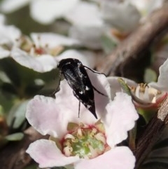 Mordellidae (family) at Holt, ACT - 22 Oct 2020