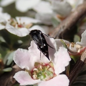 Mordellidae (family) at Holt, ACT - 22 Oct 2020