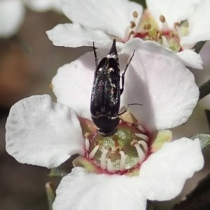 Mordellidae (family) at Holt, ACT - 22 Oct 2020