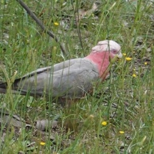 Eolophus roseicapilla at Deakin, ACT - 24 Oct 2020