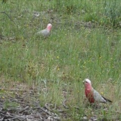 Eolophus roseicapilla at Deakin, ACT - 24 Oct 2020