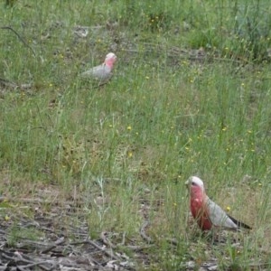 Eolophus roseicapilla at Deakin, ACT - 24 Oct 2020