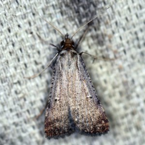 Lygephila fallax at O'Connor, ACT - 21 Oct 2020