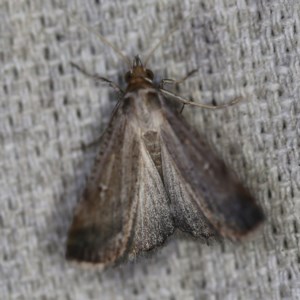 Lygephila fallax at O'Connor, ACT - 21 Oct 2020