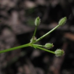 Daucus glochidiatus (Australian Carrot) at The Pinnacle - 23 Oct 2020 by pinnaCLE