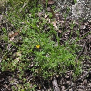 Daucus glochidiatus at Hawker, ACT - 23 Oct 2020