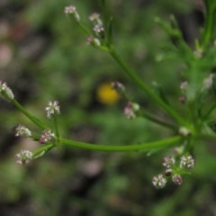 Daucus glochidiatus at Hawker, ACT - 23 Oct 2020 02:28 PM