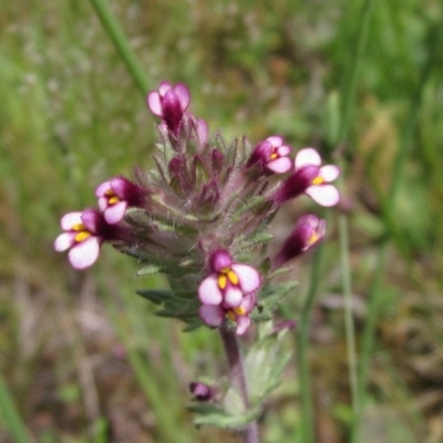 Parentucellia latifolia (Red Bartsia) at The Pinnacle - 23 Oct 2020 by pinnaCLE