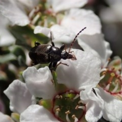 Neocistela ovalis (Comb-clawed beetle) at Holt, ACT - 22 Oct 2020 by CathB