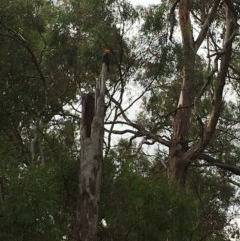 Callocephalon fimbriatum (Gang-gang Cockatoo) at Mount Majura - 24 Oct 2020 by Sal