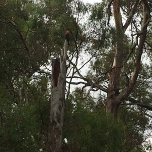 Callocephalon fimbriatum at Hackett, ACT - suppressed