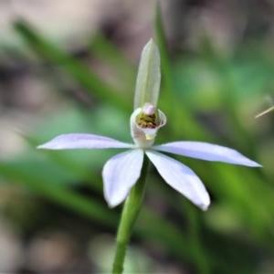 Caladenia carnea at Uriarra, NSW - 3 Oct 2020