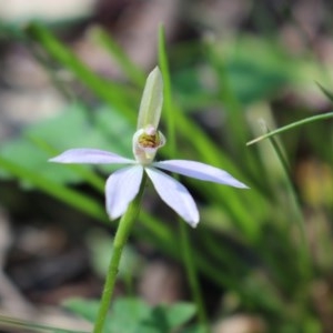 Caladenia carnea at Uriarra, NSW - 3 Oct 2020