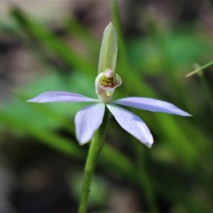 Caladenia carnea at Uriarra, NSW - 3 Oct 2020