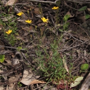 Hypericum gramineum at Hawker, ACT - 23 Oct 2020 02:32 PM