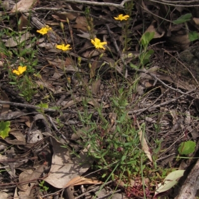 Hypericum gramineum (Small St Johns Wort) at The Pinnacle - 23 Oct 2020 by pinnaCLE