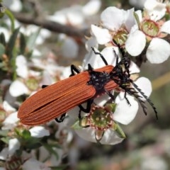 Porrostoma rhipidium (Long-nosed Lycid (Net-winged) beetle) at Aranda Bushland - 23 Oct 2020 by CathB