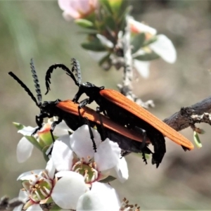 Porrostoma rhipidium at Aranda, ACT - 23 Oct 2020