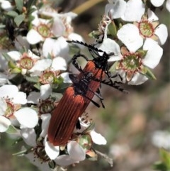 Porrostoma rhipidium at Aranda, ACT - 23 Oct 2020