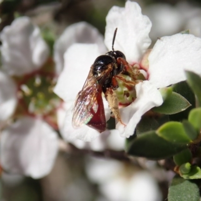Exoneura sp. (genus) (A reed bee) at Aranda Bushland - 22 Oct 2020 by CathB