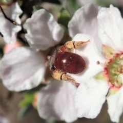 Exoneura sp. (genus) at Holt, ACT - 22 Oct 2020