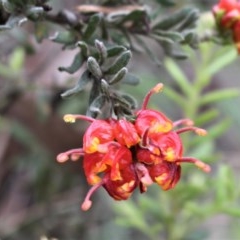 Grevillea alpina (Mountain Grevillea / Cat's Claws Grevillea) at Black Mountain - 8 Oct 2020 by Sarah2019