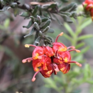 Grevillea alpina at Acton, ACT - 9 Oct 2020