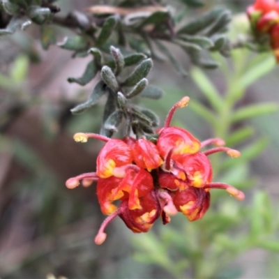 Grevillea alpina (Mountain Grevillea / Cat's Claws Grevillea) at Acton, ACT - 8 Oct 2020 by Sarah2019