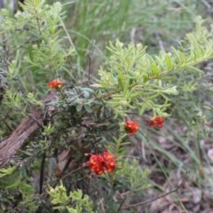 Grevillea alpina at Acton, ACT - 9 Oct 2020