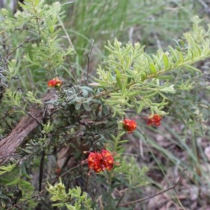 Grevillea alpina at Acton, ACT - 9 Oct 2020