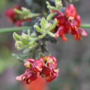 Grevillea alpina at Acton, ACT - 9 Oct 2020