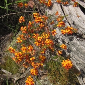 Dillwynia sericea at Hawker, ACT - 23 Oct 2020 02:33 PM