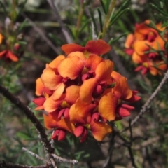 Dillwynia sericea at Hawker, ACT - 23 Oct 2020