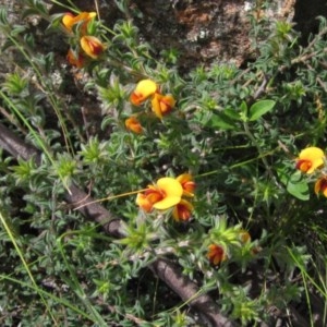 Pultenaea procumbens at Hawker, ACT - 23 Oct 2020