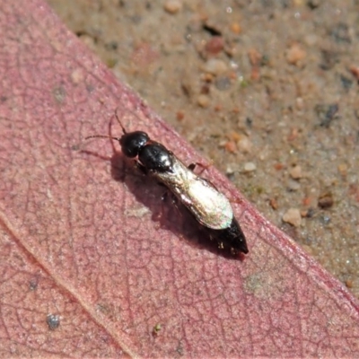 Bethylidae (family) (Bethylid wasp) at Mount Painter - 20 Oct 2020 by CathB