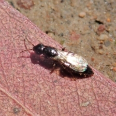 Bethylidae (family) at Cook, ACT - 20 Oct 2020