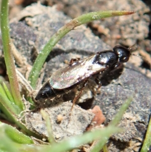 Bethylidae (family) at Cook, ACT - 20 Oct 2020