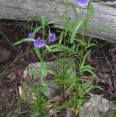 Solanum linearifolium (Kangaroo Apple) at The Pinnacle - 23 Oct 2020 by pinnaCLE