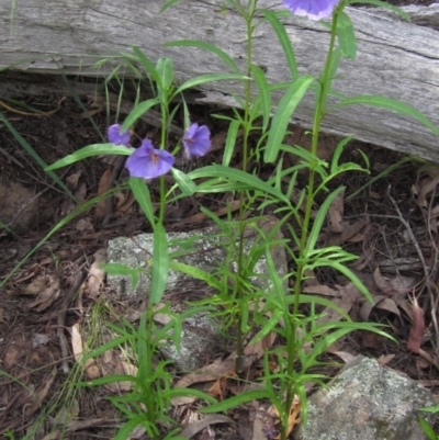 Solanum linearifolium (Kangaroo Apple) at Hawker, ACT - 23 Oct 2020 by pinnaCLE