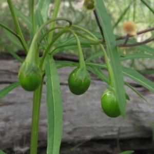 Solanum linearifolium at Hawker, ACT - 23 Oct 2020