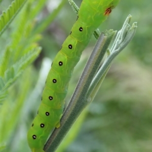 Capusa (genus) at Cook, ACT - 20 Oct 2020 12:15 PM