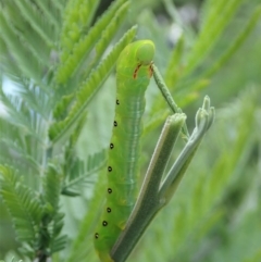 Capusa (genus) at Cook, ACT - 20 Oct 2020 12:15 PM