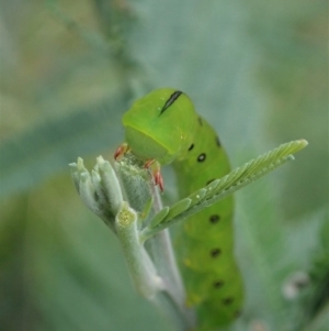 Capusa (genus) at Cook, ACT - 20 Oct 2020 12:15 PM