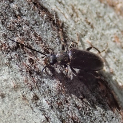 Homotrysis sp. (genus) (Darkling beetle) at Mount Painter - 20 Oct 2020 by CathB