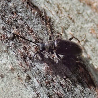 Homotrysis sp. (genus) (Darkling beetle) at Cook, ACT - 20 Oct 2020 by CathB